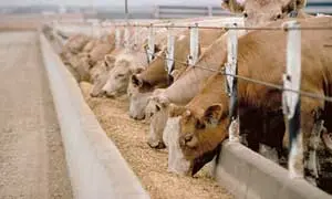 4. As Animal Feed
